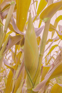 Close-up of yellow flowering plant