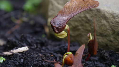 Close-up of plant on field