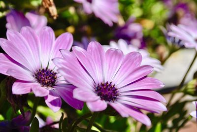 Close-up of pink flowering plants