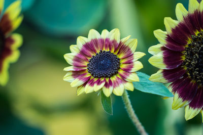 Close-up of purple flowering plant in park