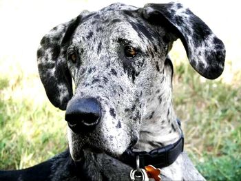 Close-up portrait of a dog