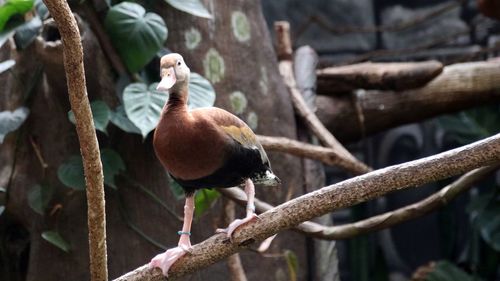 View of bird perching on branch