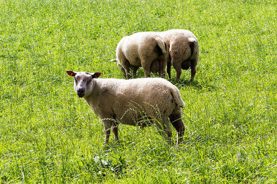 Sheep grazing on field