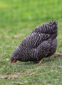 Close-up of a duck