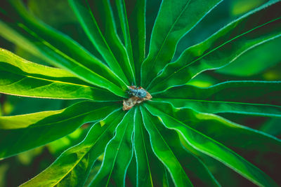 Full frame shot of green leaf