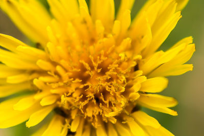 Close-up of yellow flower blooming outdoors