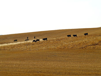 Flock of sheep grazing on field against clear sky