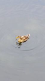 Close-up of duck swimming in lake