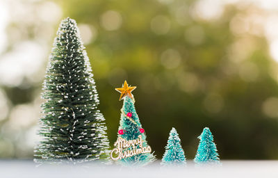 Close-up of christmas tree