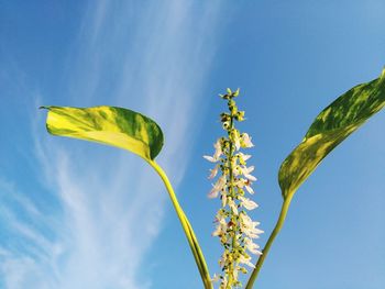 Low angle view of plant against blue sky