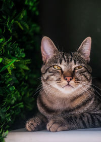 Close-up portrait of a cat