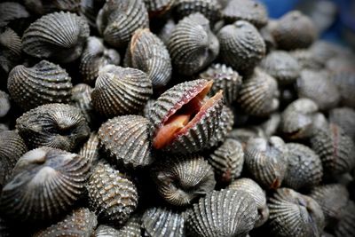 Full frame shot of seashells