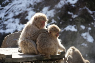 Monkeys sitting on bench during sunny day