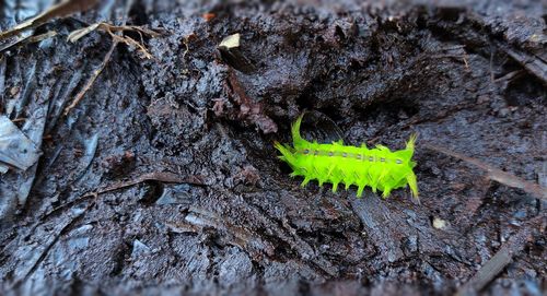 Close-up of insect on tree trunk