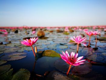 Close-up of pink lotus water lily