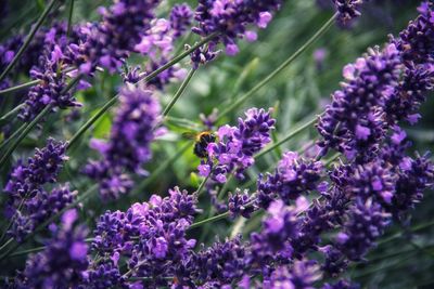 Close-up of insect on purple flowering plant