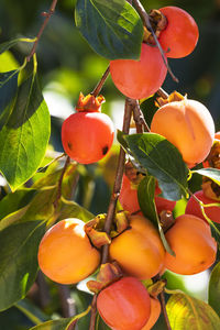 Close-up of fruits on tree