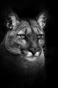 Close-up portrait of a cat
