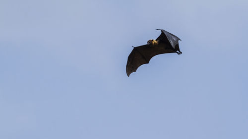 Low angle view of a bird flying