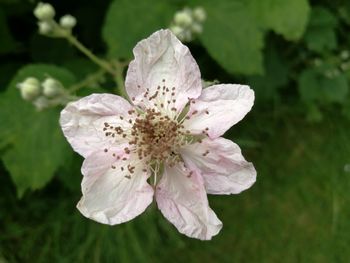 Close-up of white flower