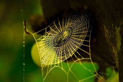 Close-up of spider web