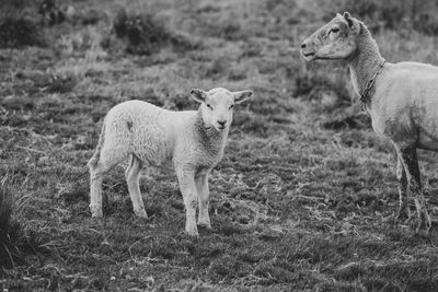 Portrait of a lamb and a sheep in black and white