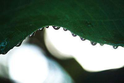 Close-up of water drops on leaf