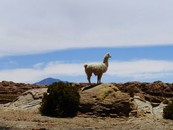 Lama standing on rock against sky