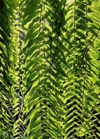 Full frame shot of palm tree leaves