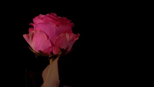 Close-up of flower blooming against black background