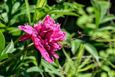 Close-up of pink flowers