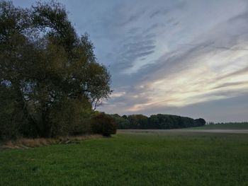 Trees on field against sky