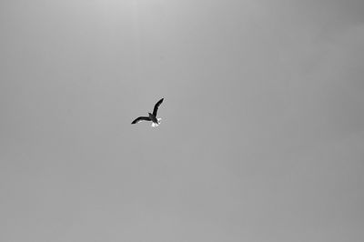 Low angle view of bird flying in sky