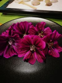 High angle view of pink flowering plants