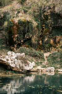 Scenic view of lake in forest