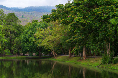Scenic view of lake amidst trees in forest