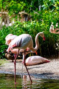 Flamingo strides through his territory