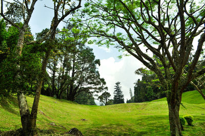 Trees on field