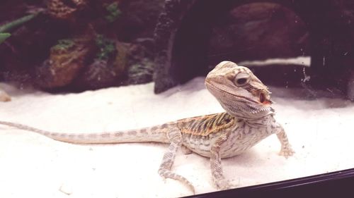 Close-up of lizard