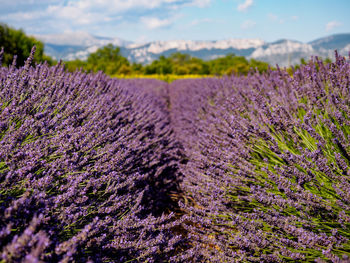 Close-up of lavender growing on field against sky
