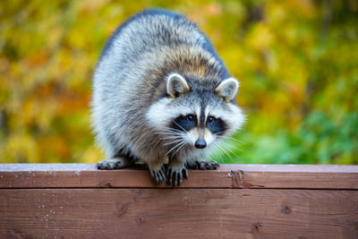 Portrait of raccoon