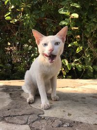 Portrait of cat sitting outdoors