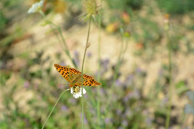 A queen of spain fritillary butterfly