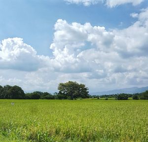 Scenic view of agricultural field against sky