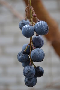 Close-up of grapes growing in vineyard