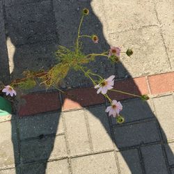 High angle view of plant on sidewalk