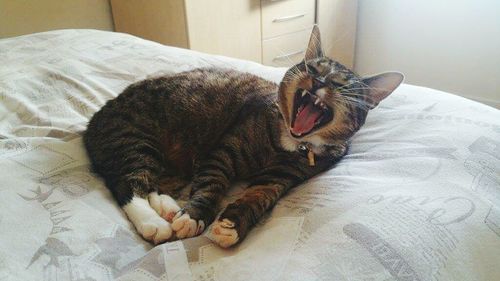 Cat sleeping on bed