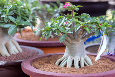 Close-up of small potted plant