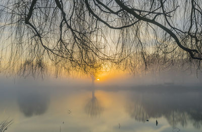 Bare tree by lake against sky during sunset