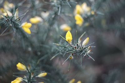 Close-up of yellow flowering plant